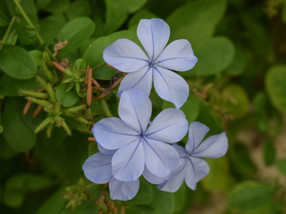 blue flowers on green foliage