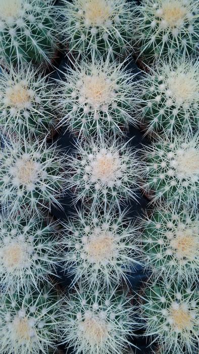 Cactus Plant Nature