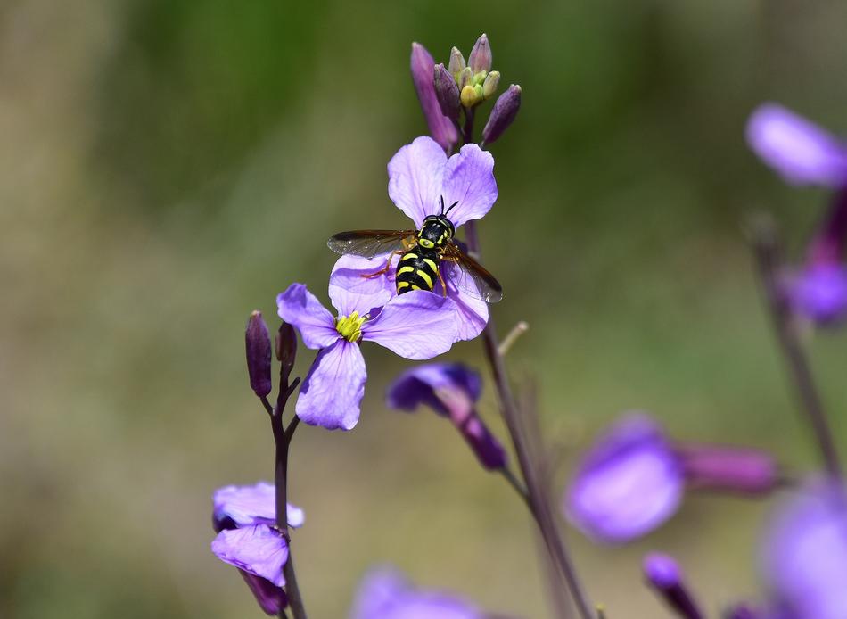 Flower Nature