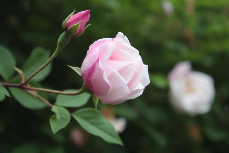 Rose Bloom Pink Flower