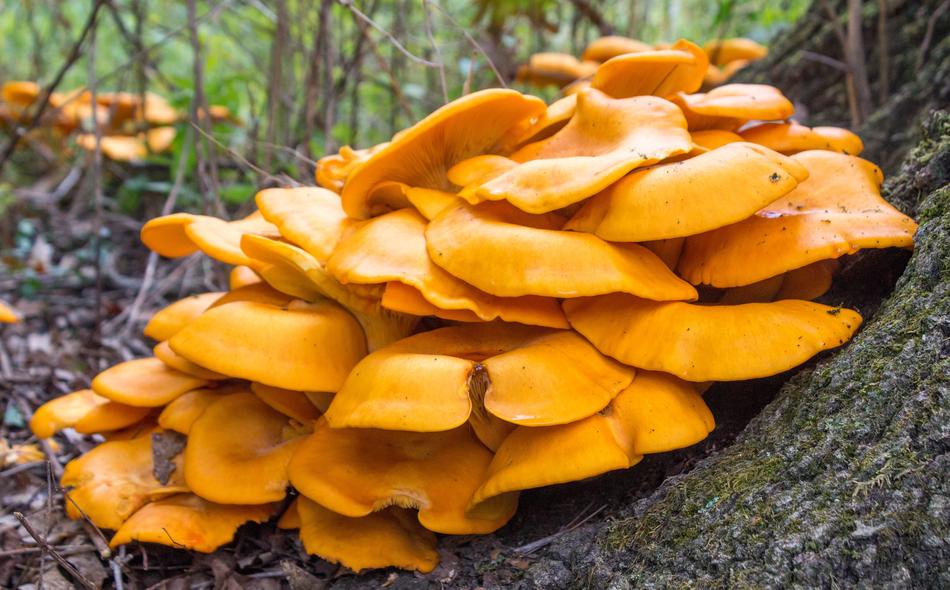 Fungus Fall Wood