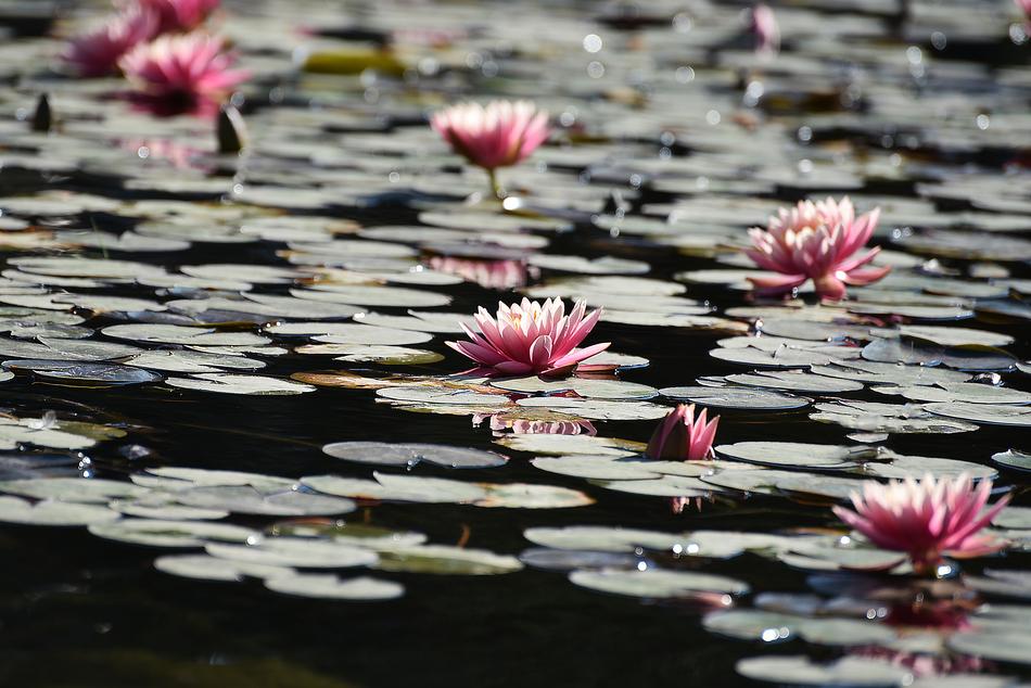 Flower Nature Pool