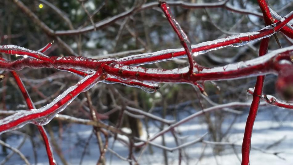 Nature Tree Winter