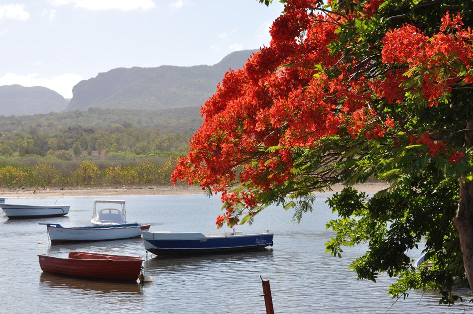 Nature Body Of Water Tree