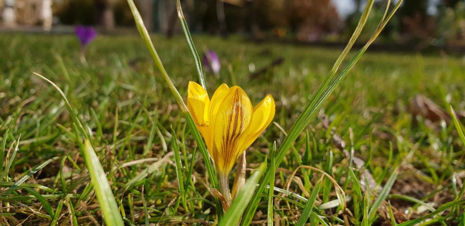 Nature Plant Grass