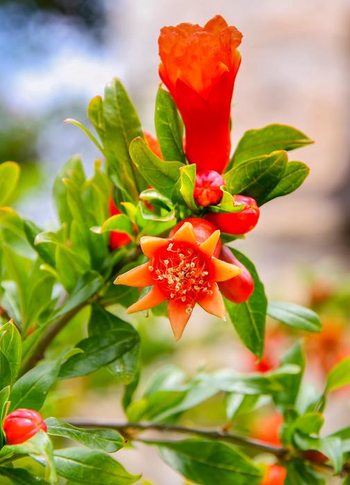 Nature Leaf Flower