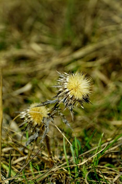 Nature Plant Grass