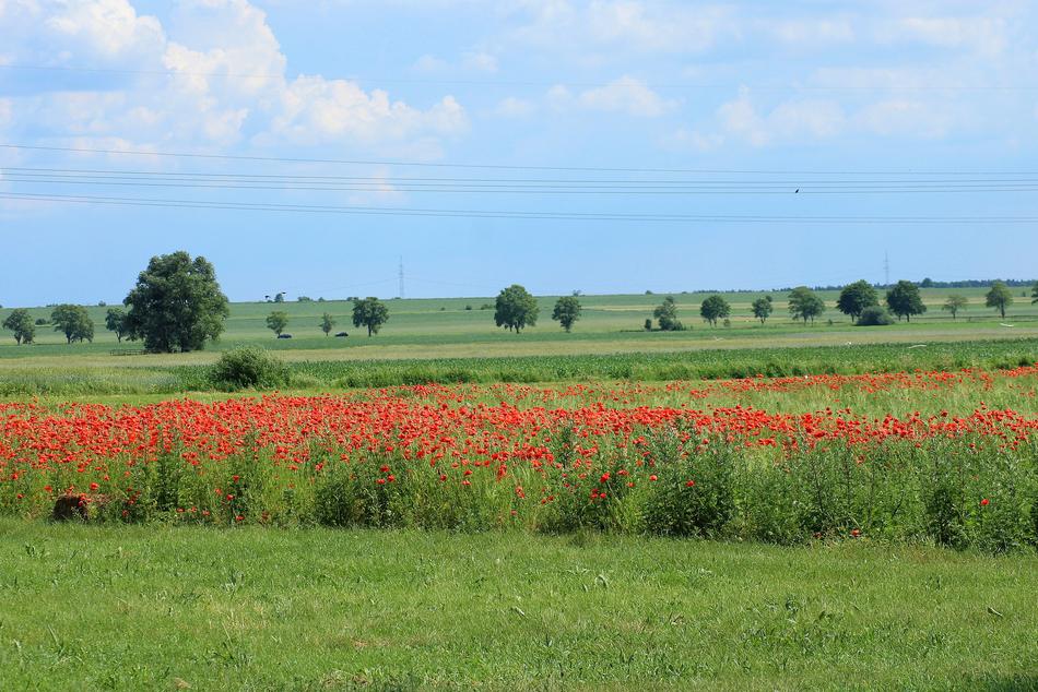 View Landscape Spring