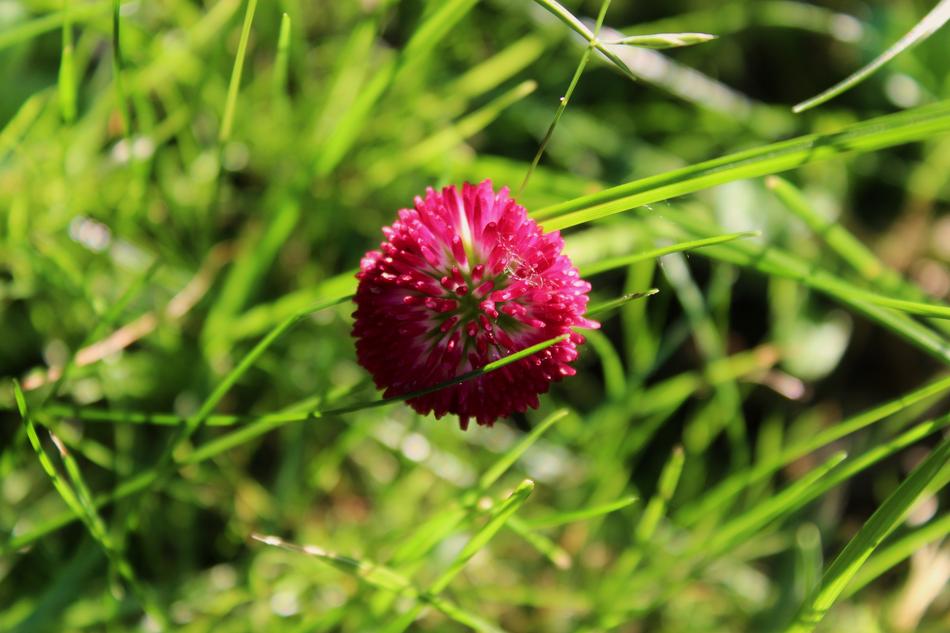 fluffy flower in the grass pink