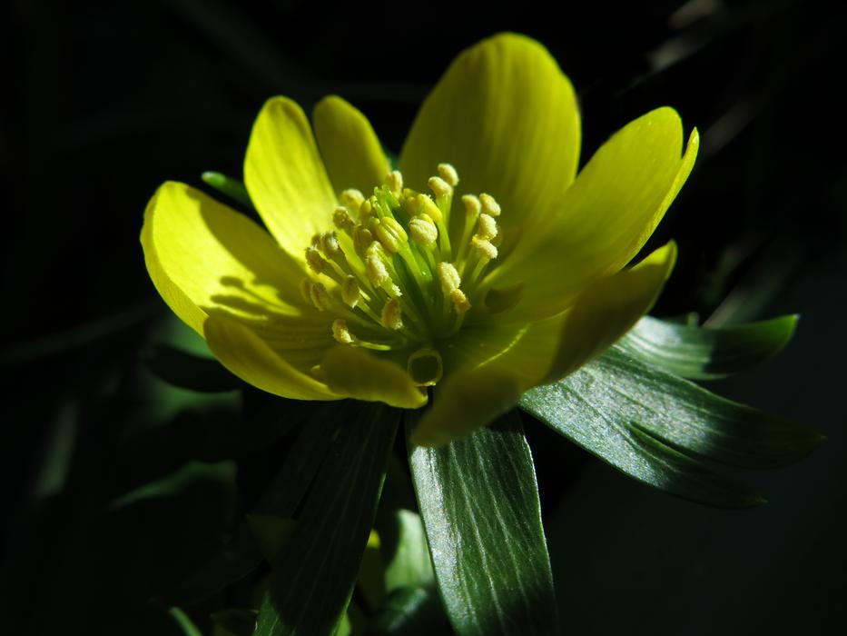 yellow flower in foliage