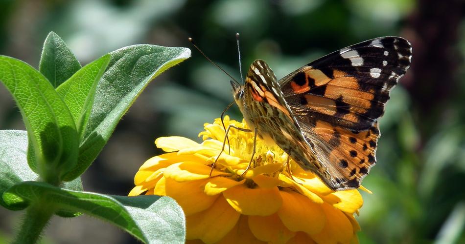 Nature Butterfly Day Insect At The