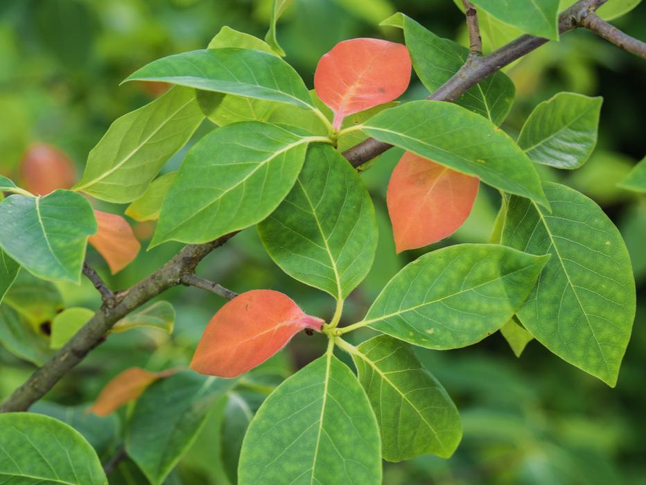 Leaves Branch Tree