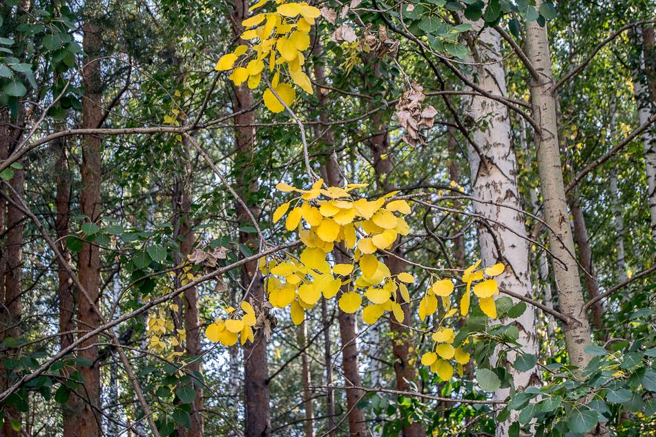 yellow flowers on a tree