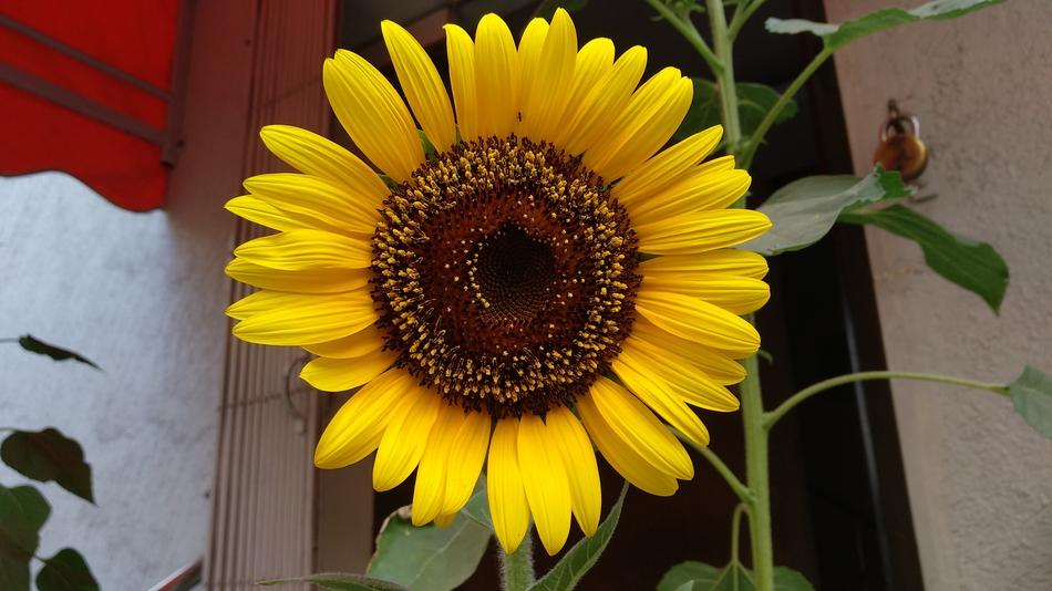 Flower Flora Nature