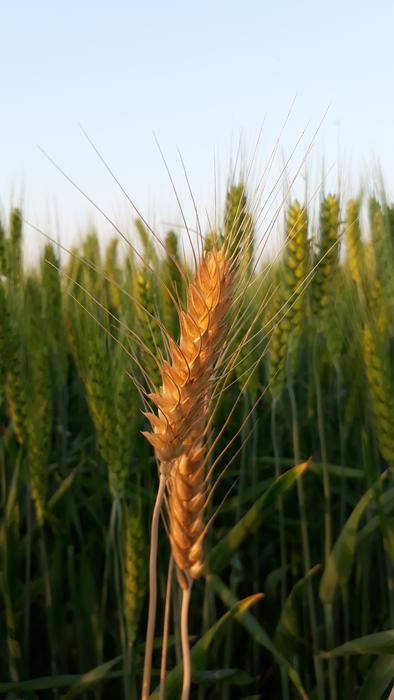 Wheat Cereal Farm