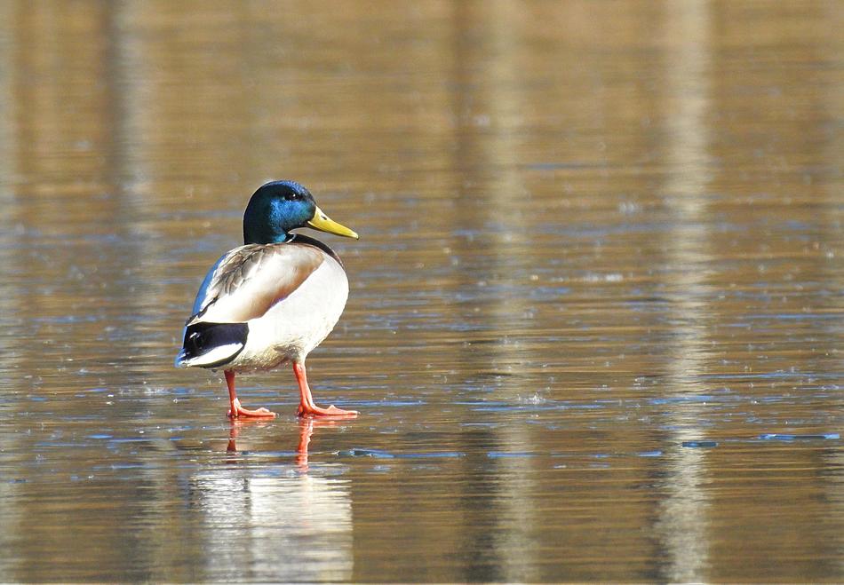Lake Ice Nature Wild