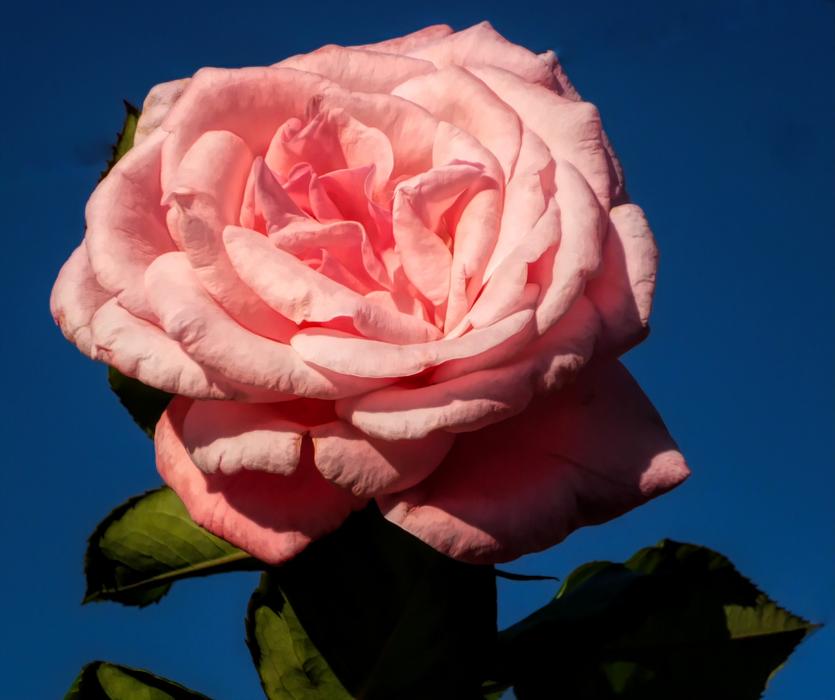 Rose Flower Love