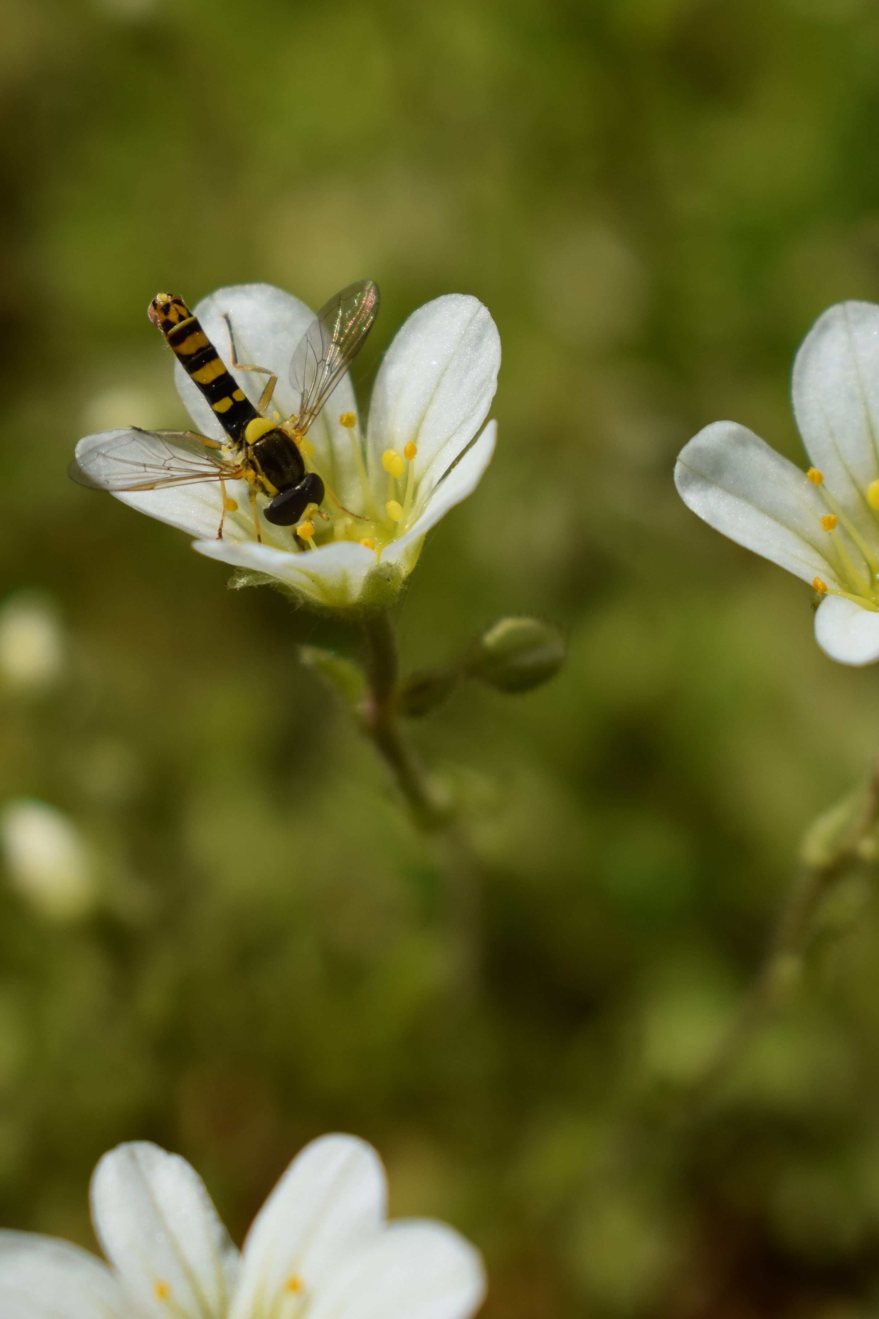 Hoverfly Flower White free image download