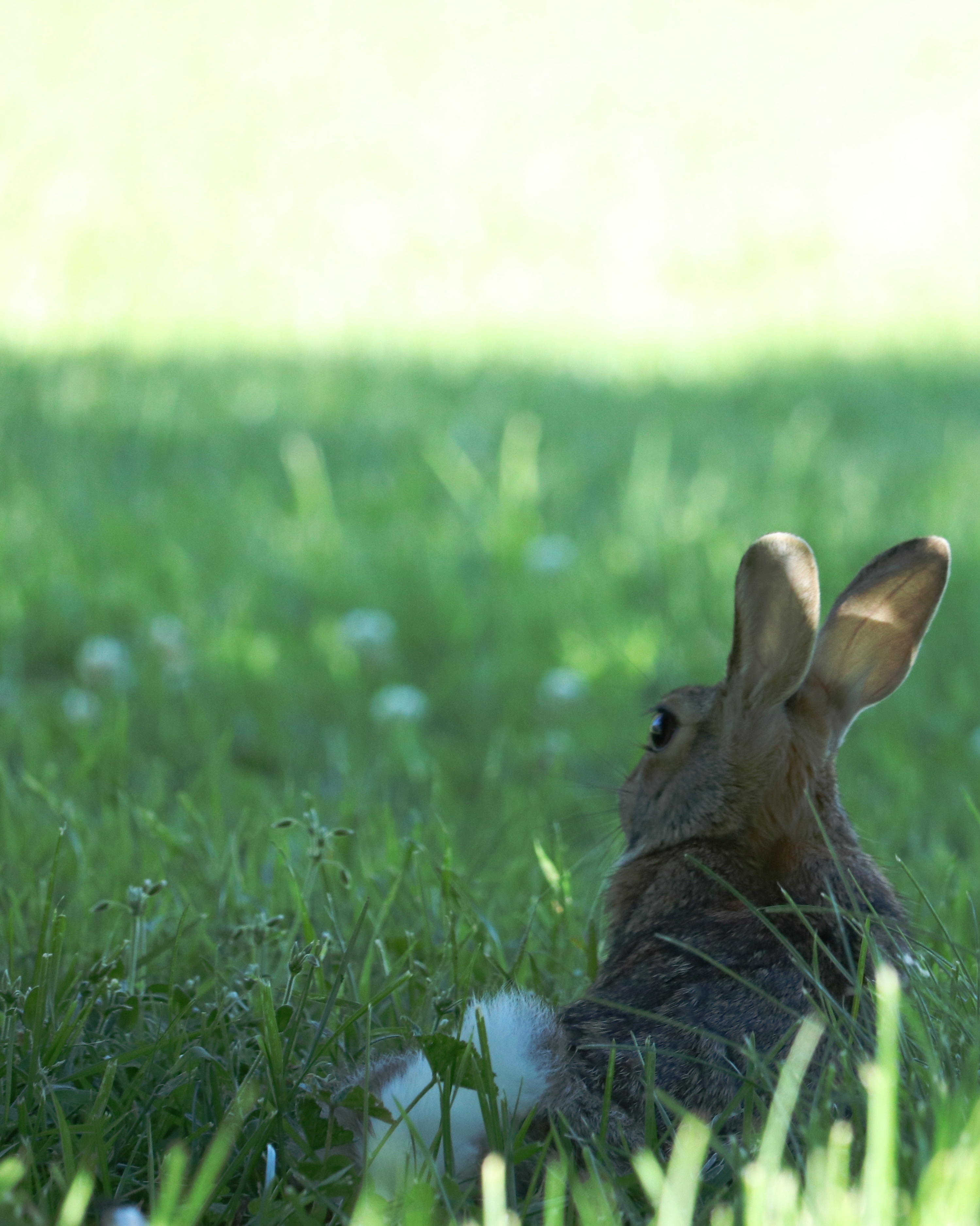 Bunny Rabbit Easter free image download