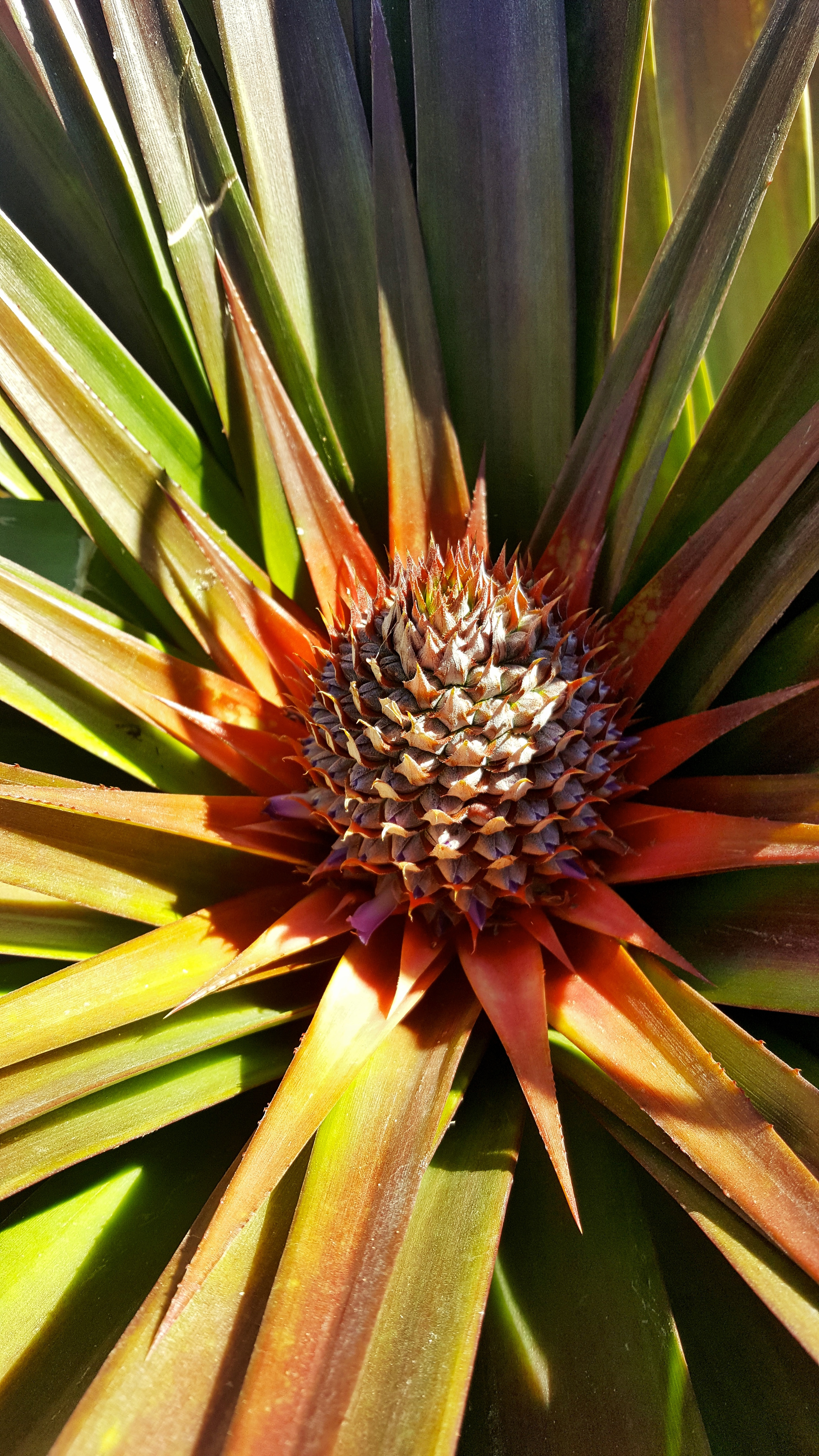 Ананас цветы. Бромелия Ананасовая. Bromelia ананас. Бромелия плод. Соцветие ананаса.