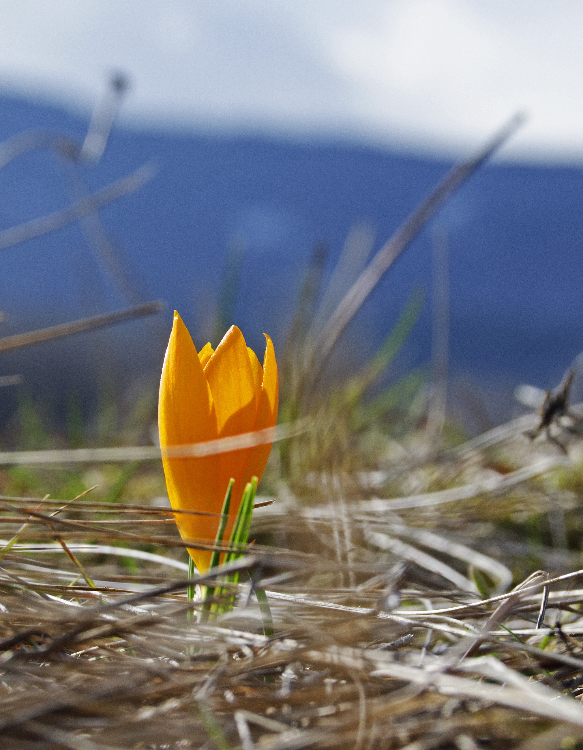 Dh3 Sig Came With Orange Spring Instaaleld - to4x5b7
