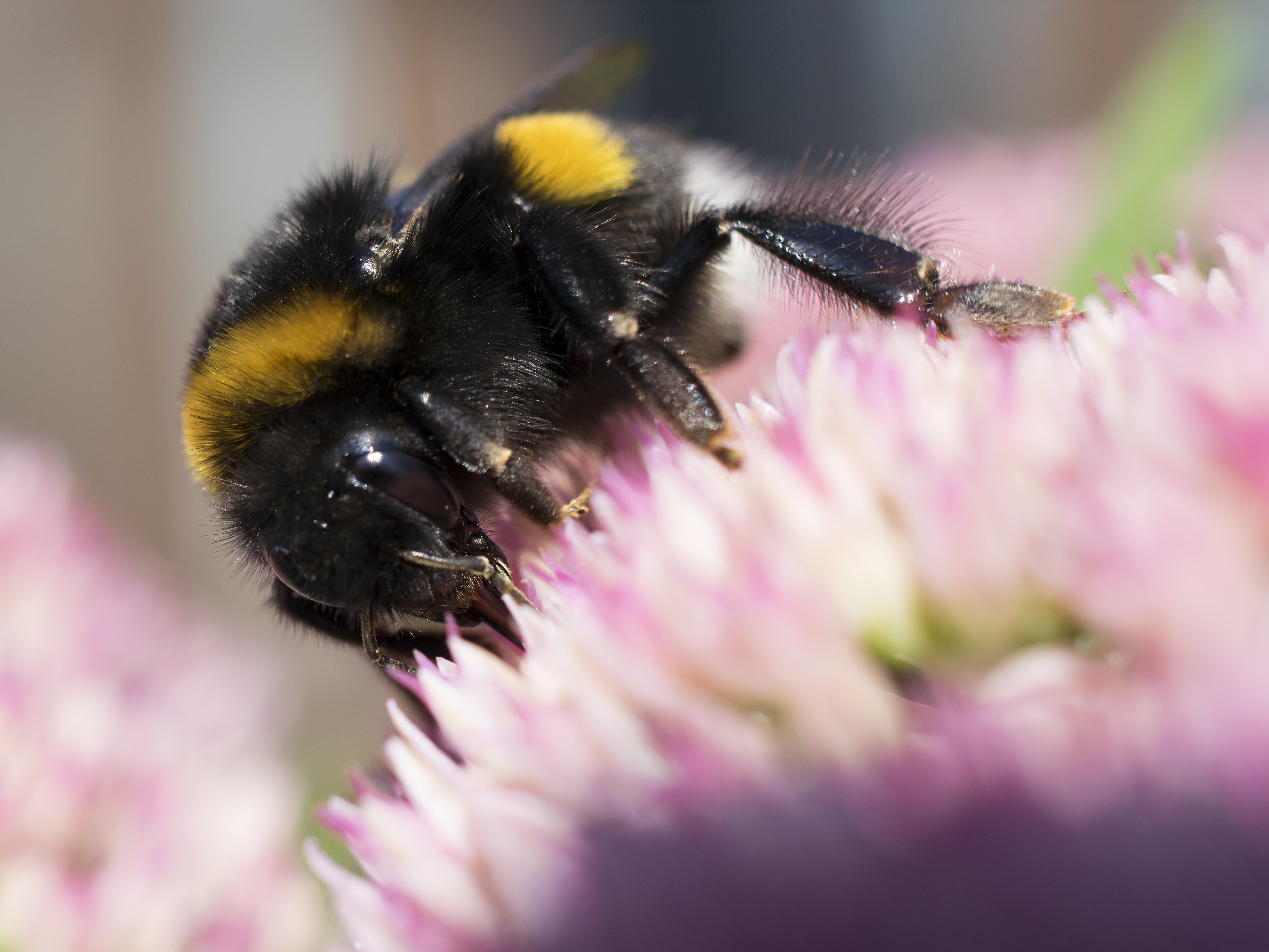 Hummel Macro Close-Up Photography free image download