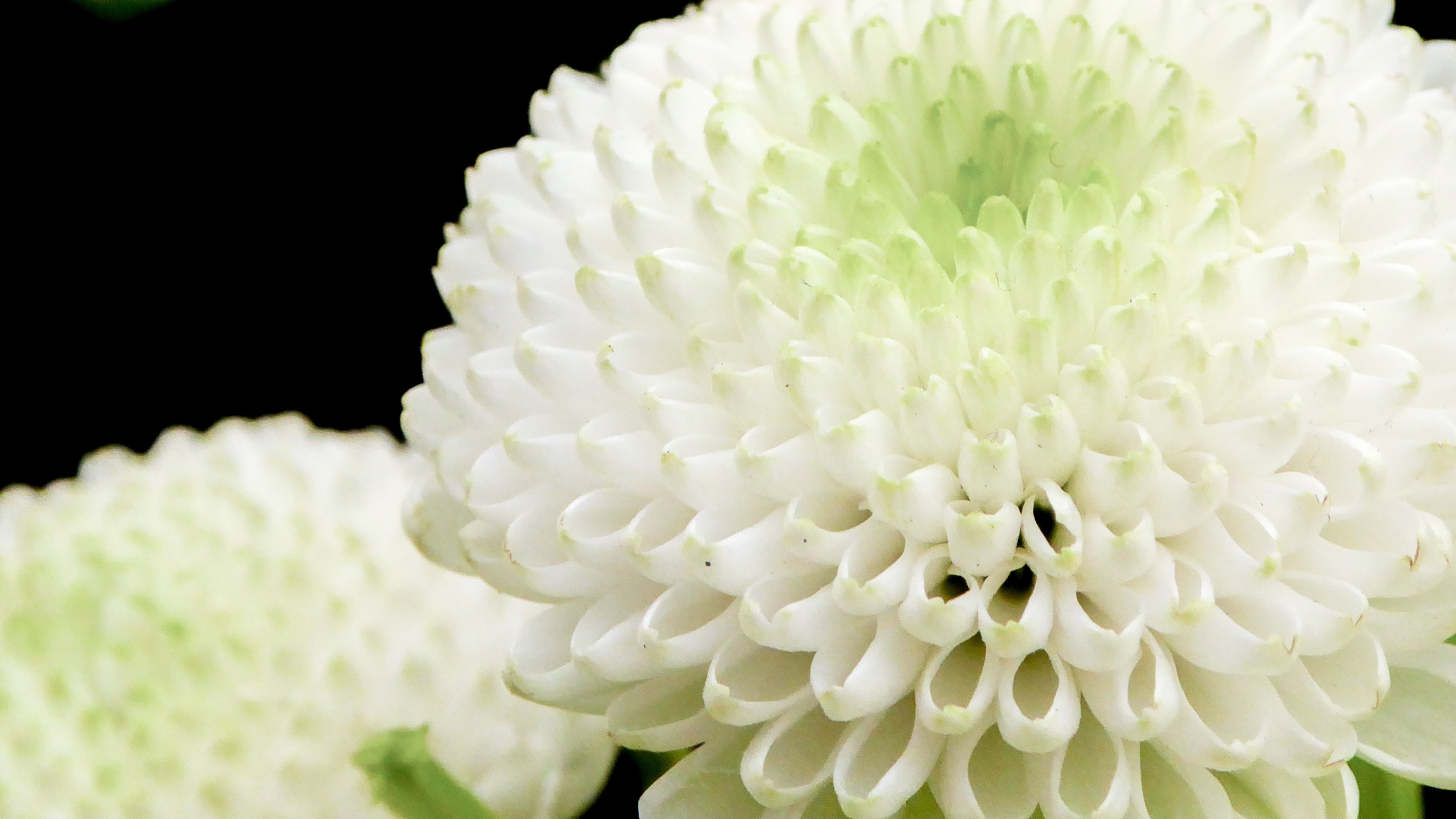 Flower White Green free image download