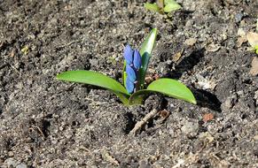 a green flower in the ground