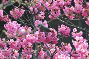 sakura in the city