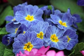 Flower Nature Garden
