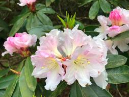Flower Plant Garden