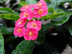 Nature Flower Leaf