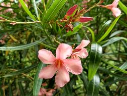 a plant with flowers in the garden