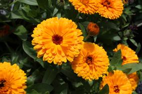 Calendula Marigold Flower