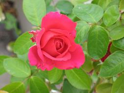 Flower Flora Nature