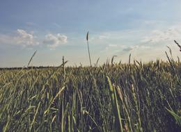 Meadow Corn Field