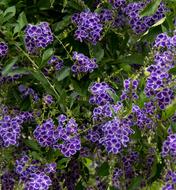 Durranta Flowers Purple
