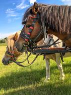 Horses The Horse Head Of A