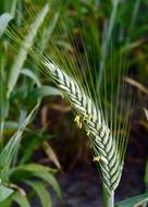 Ear Grain Cereals