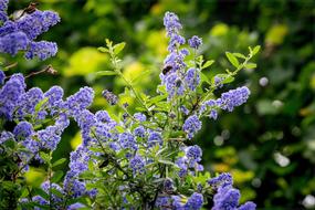 Spring Purple Green