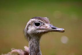 Animal Bird Nature