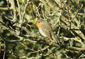 a small bird on a branch