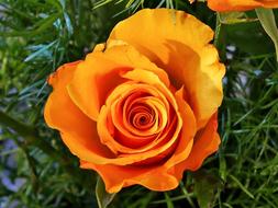 Nature Flower Plant