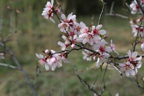 sakura on a branch landscape