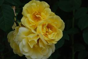 Rose Yellow Blossom