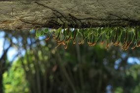 Nature Background Plant
