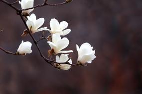 the white flower is magnificent