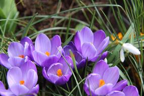 Crocus Violet