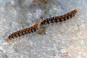 Nature Animal Caterpillar
