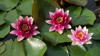 Water Lily Pond Pink